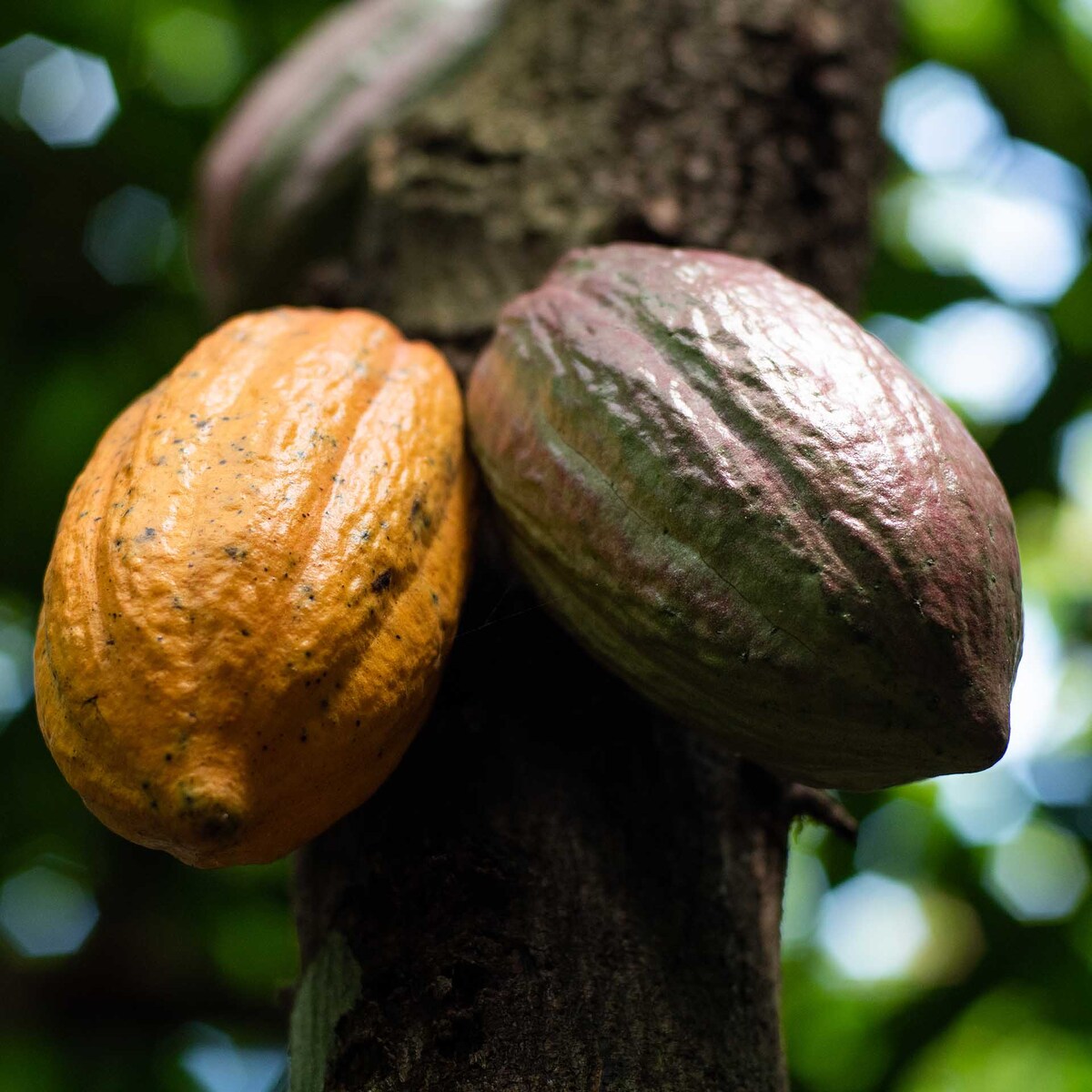 Vainas de cacao